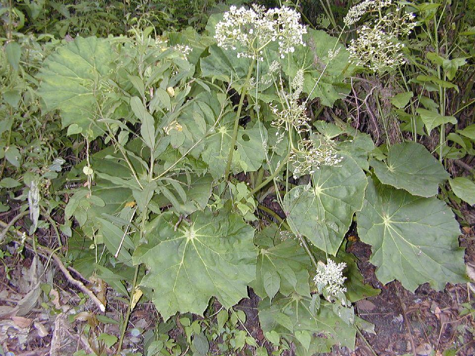 Begoniaceae Begonia 