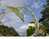 image of Croton draco