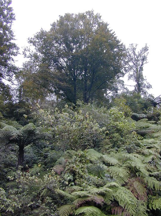 Fagaceae Fagus mexicana