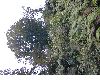 image of Fagus mexicana