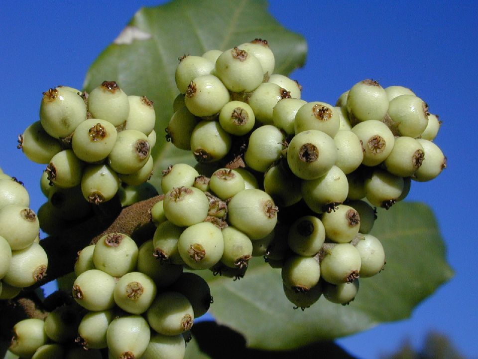 Araliaceae Oreopanax xalapensis