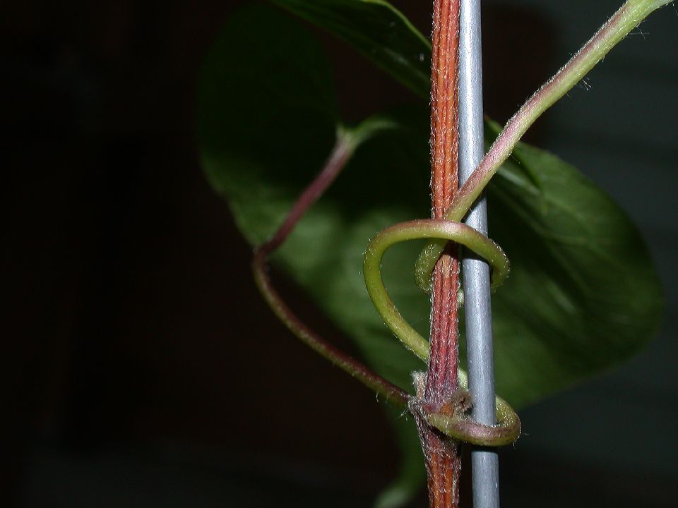 Ranunculaceae Clematis 