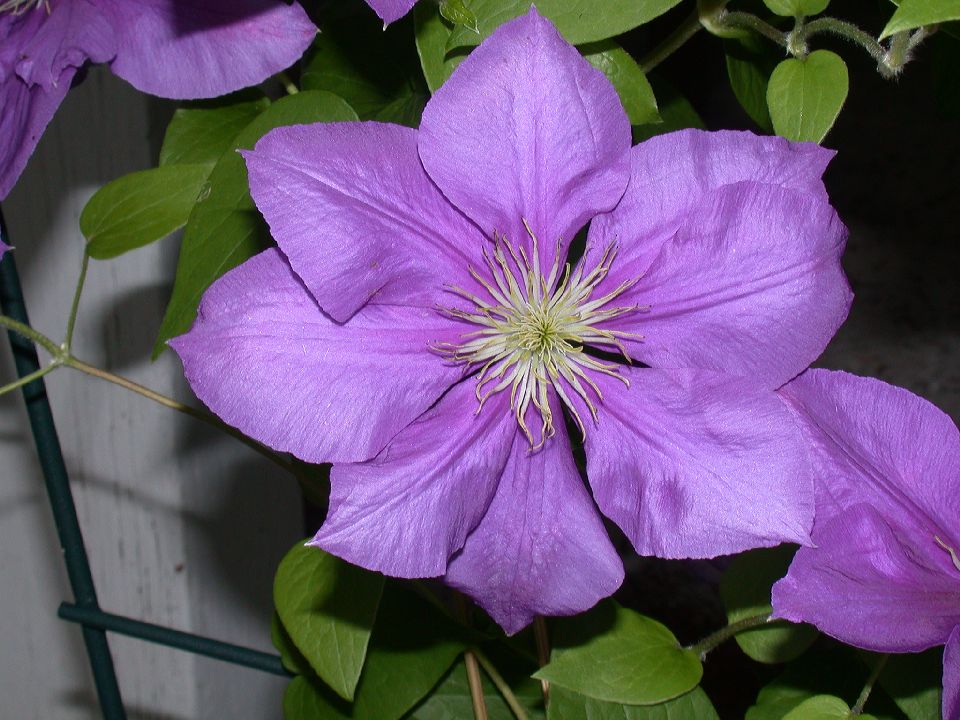 Ranunculaceae Clematis 