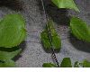 image of Clematis 