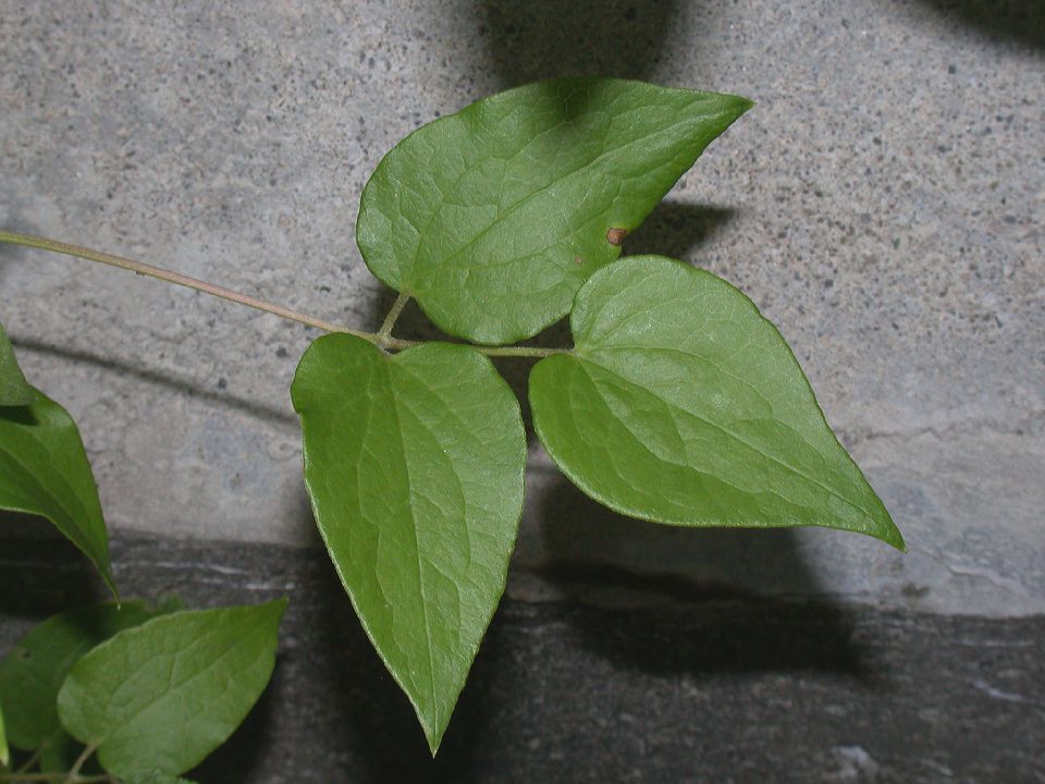 Ranunculaceae Clematis 