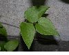 image of Clematis 