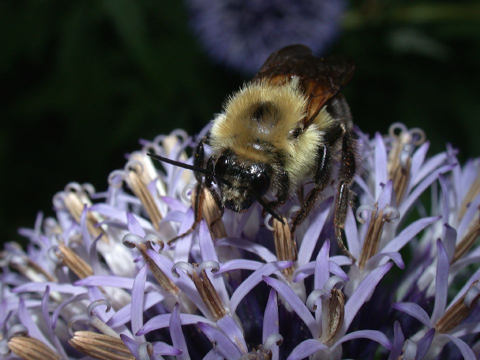 Apidae Bombus 