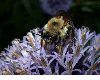 image of Bombus 