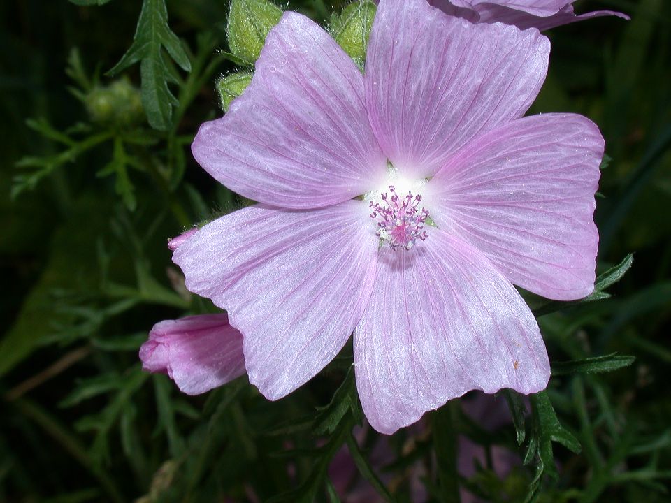 Malvaceae Malva moschata