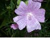 image of Malva moschata