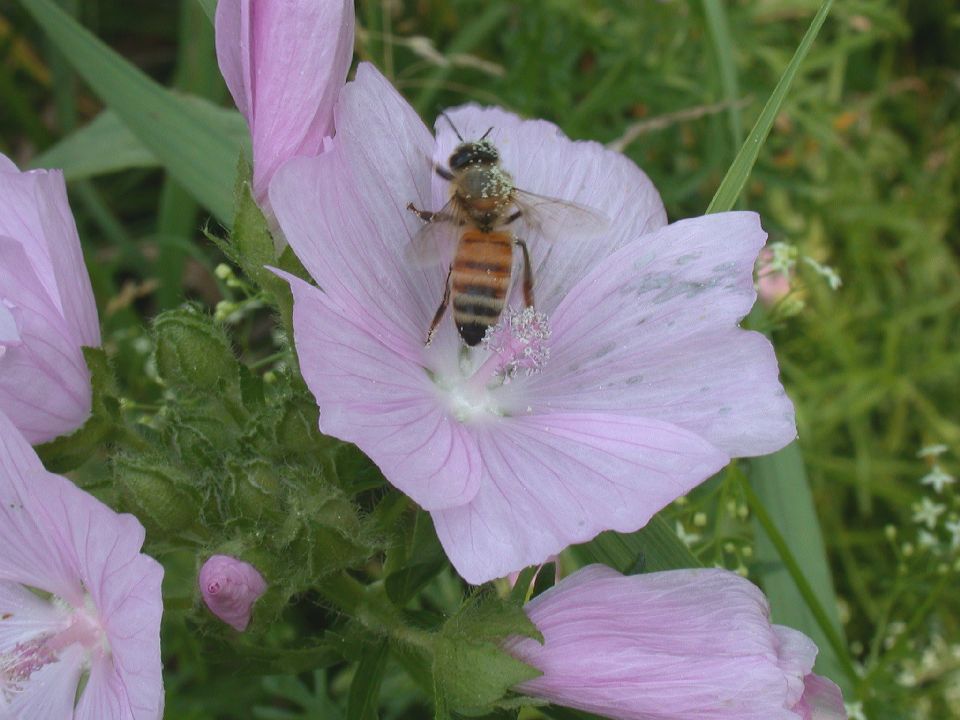 Apidae Apis mellifera