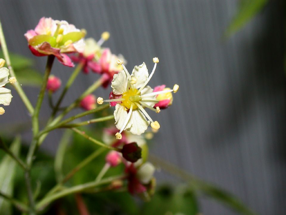 Aceraceae Acer campbellii