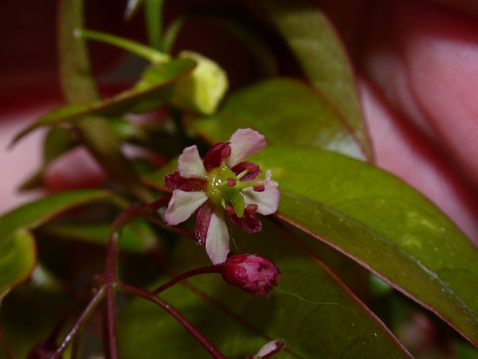 Aceraceae Acer fabri