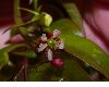 image of Acer fabri