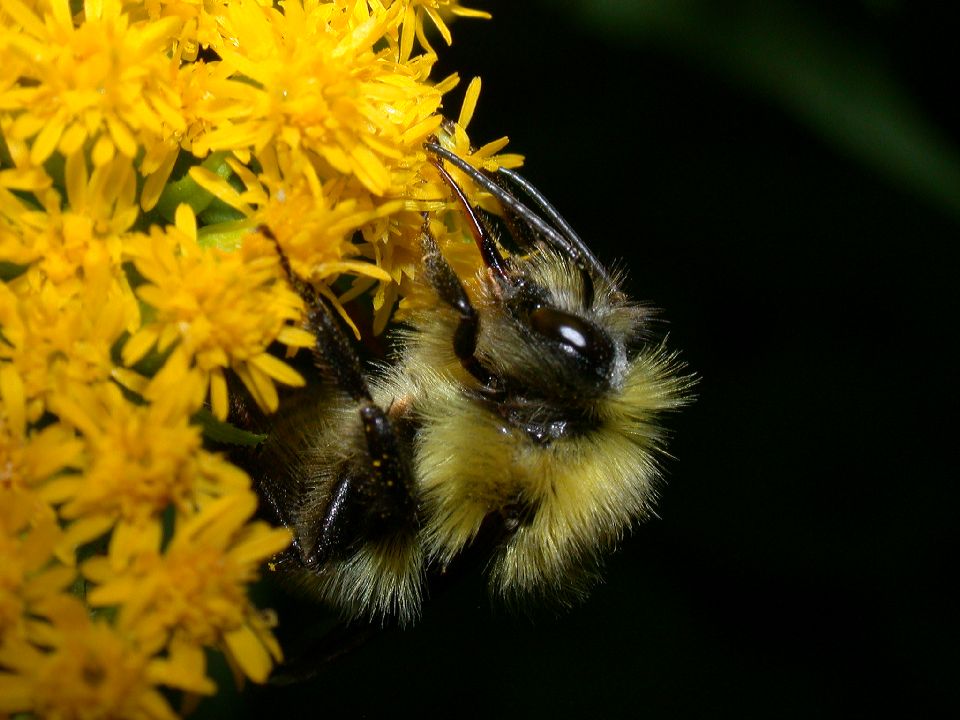 Apidae Bombus 
