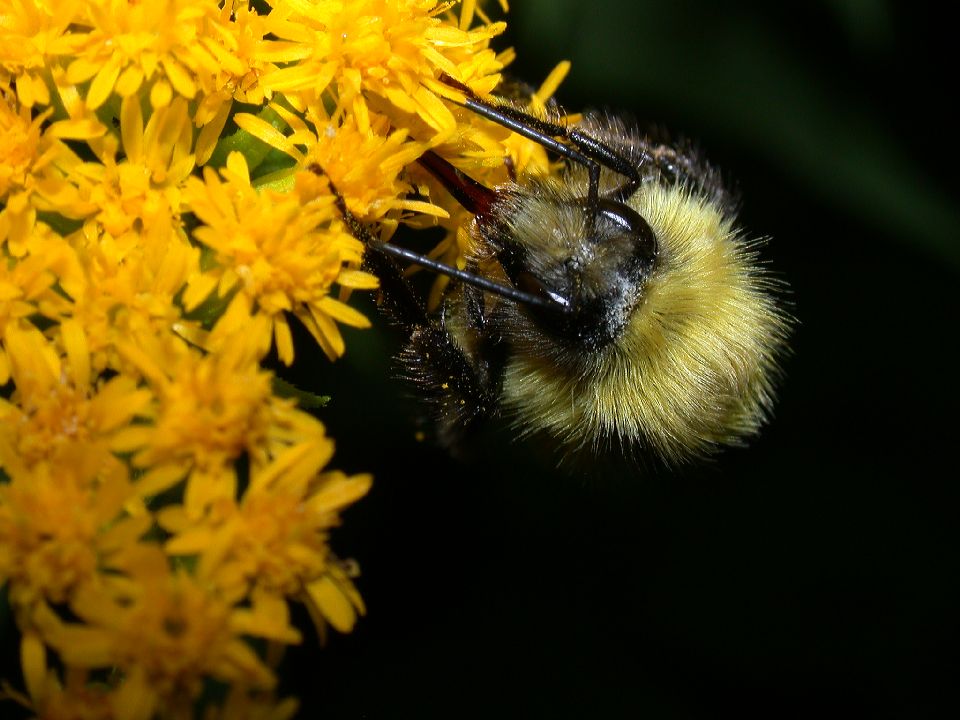 Apidae Bombus 