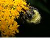 image of Bombus 