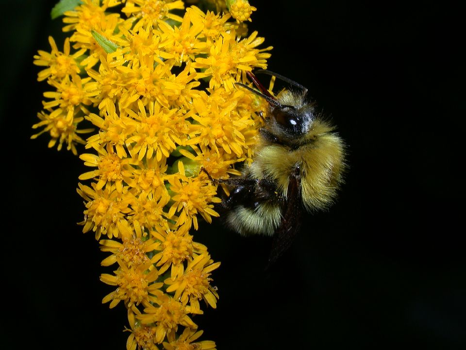 Apidae Bombus 