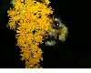 image of Bombus 