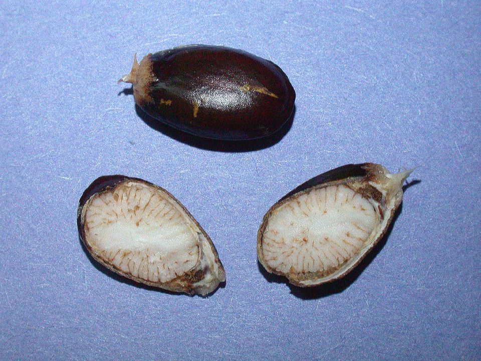 Annonaceae Annona muricata