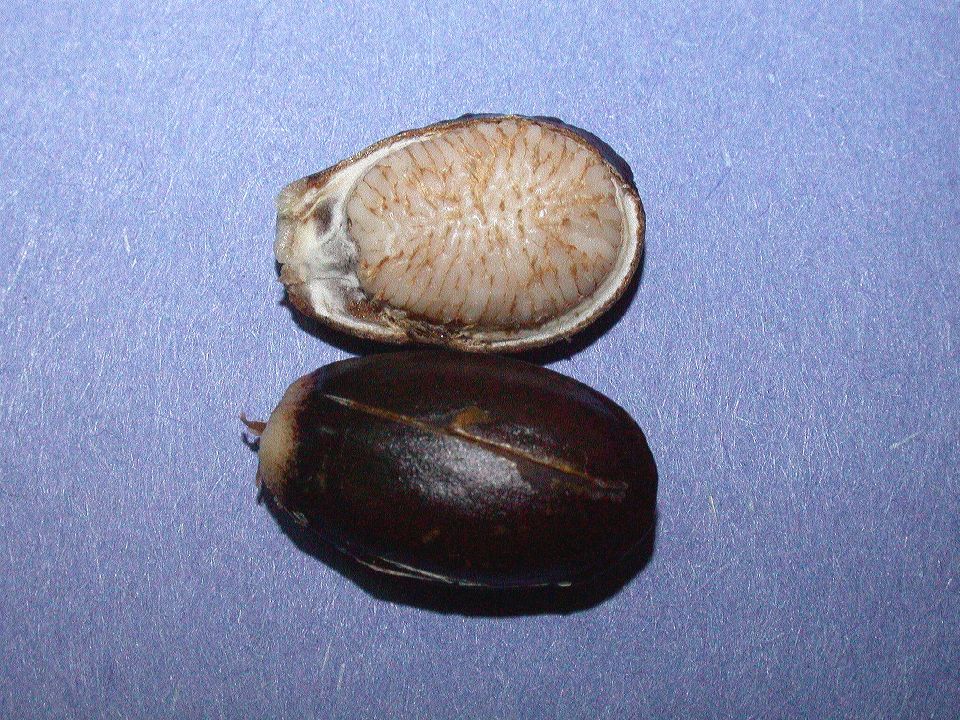 Annonaceae Annona muricata
