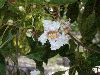 image of Catalpa longissima