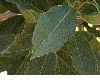 image of Catalpa longissima