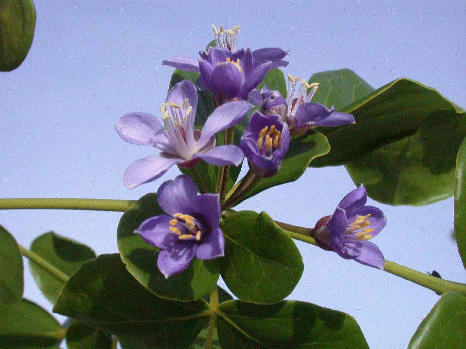 Zygophyllaceae Guaiacum officinale