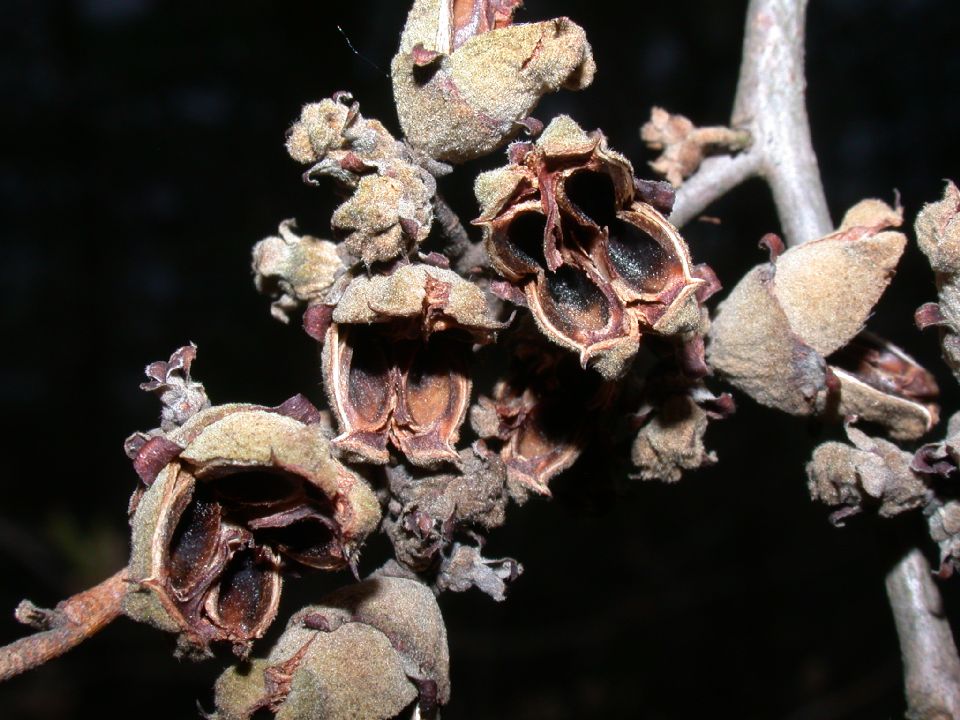 Hamamelidaceae Hamamelis virginiana