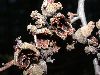 image of Hamamelis virginiana
