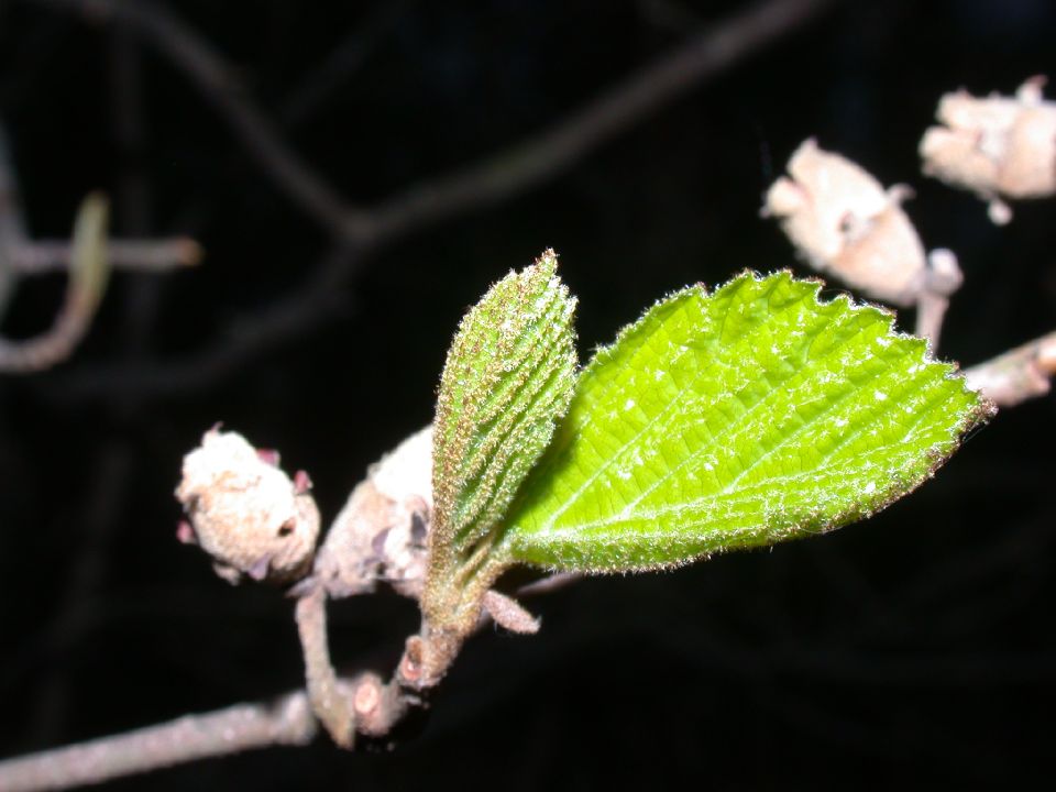 Hamamelidaceae Hamamelis virginiana