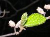 image of Hamamelis virginiana