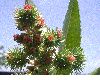 image of Ricinus communis