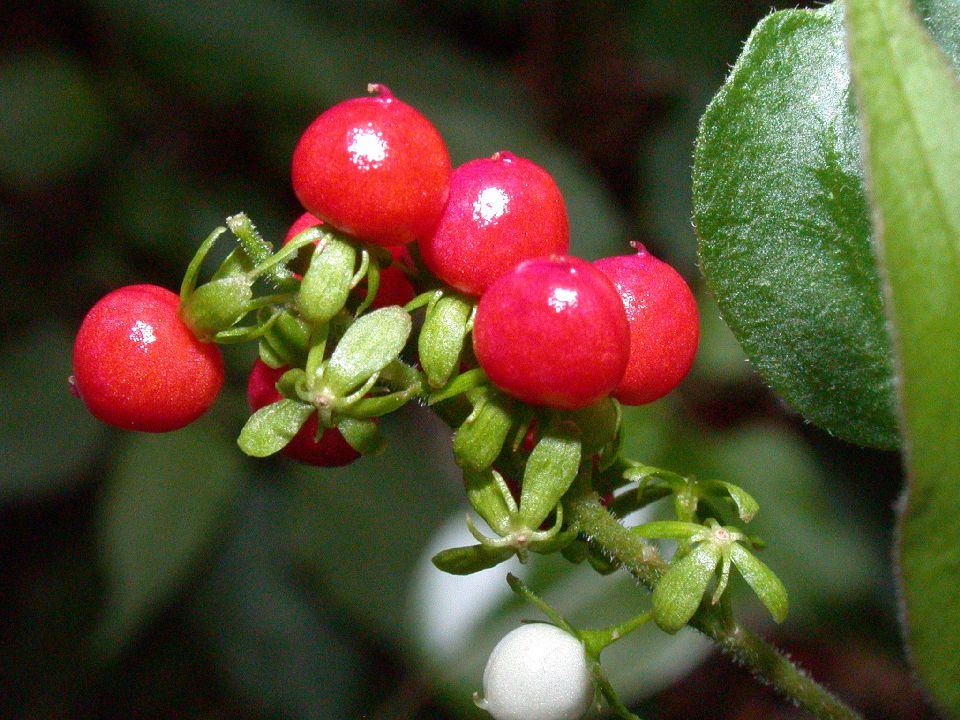 Phytolaccaceae Rivina humilis