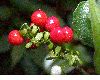 image of Rivina humilis