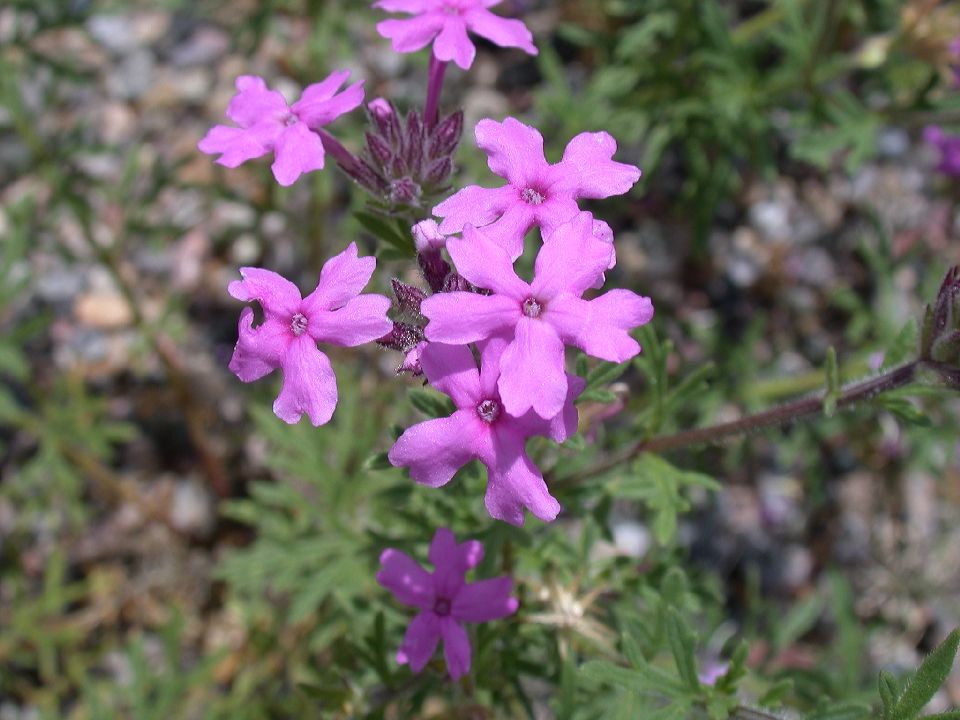 Verbenaceae Verbena 