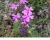 image of Verbena 