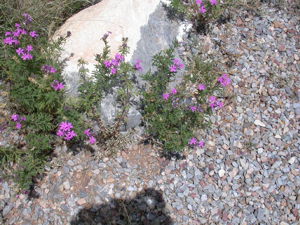 Verbenaceae Verbena 