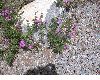 image of Verbena 