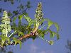 image of Liquidambar styraciflua