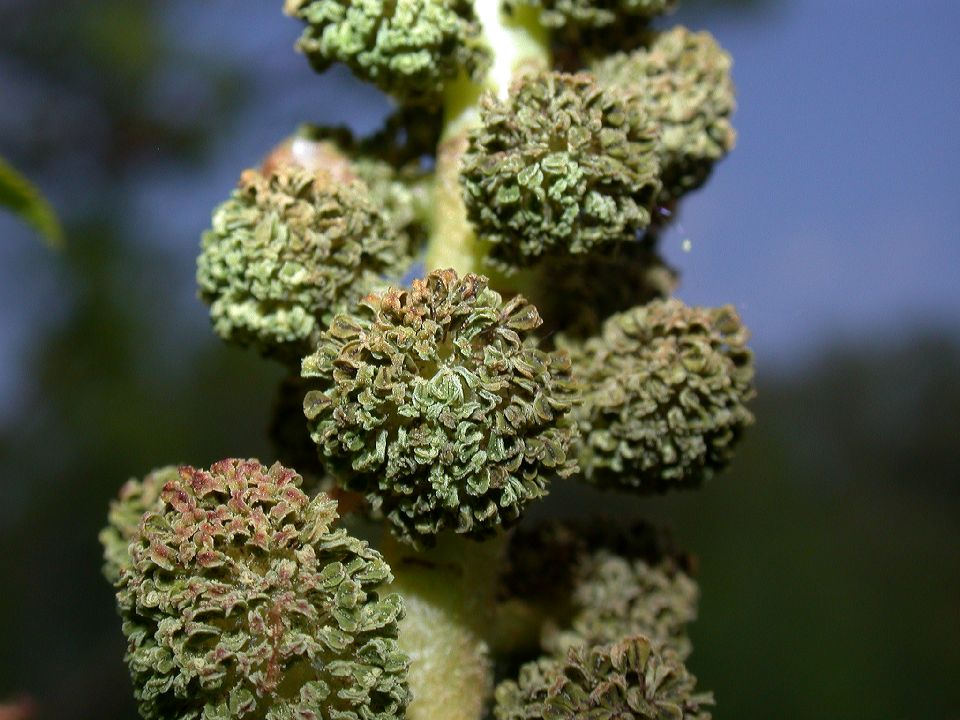 Altingiaceae Liquidambar styraciflua