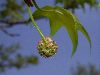 image of Liquidambar styraciflua