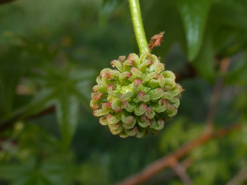 Altingiaceae Liquidambar styraciflua