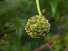 image of Liquidambar styraciflua