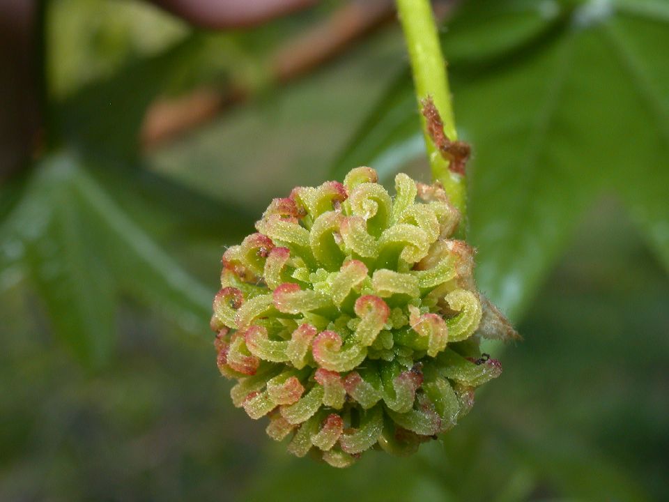 Altingiaceae Liquidambar styraciflua