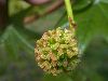 image of Liquidambar styraciflua