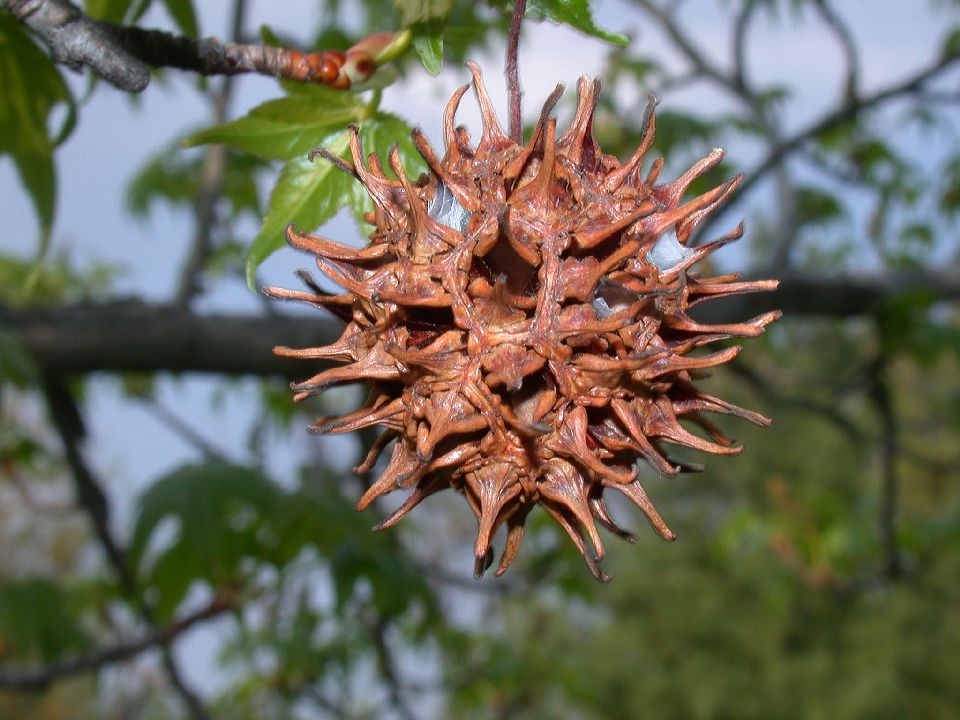 Altingiaceae Liquidambar styraciflua