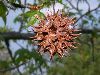image of Liquidambar styraciflua
