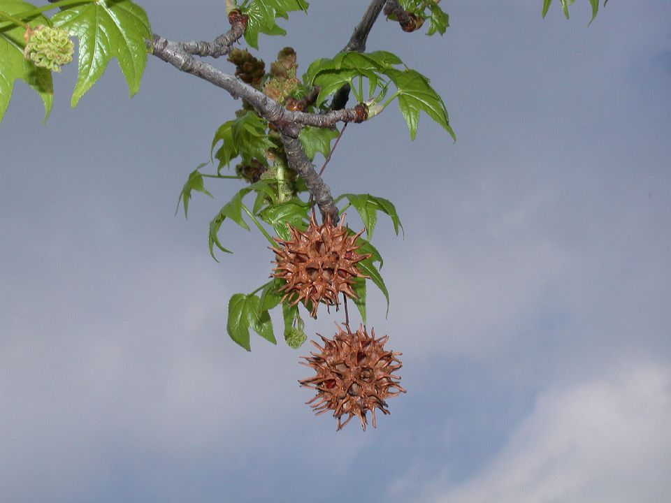 Altingiaceae Liquidambar styraciflua