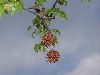image of Liquidambar styraciflua